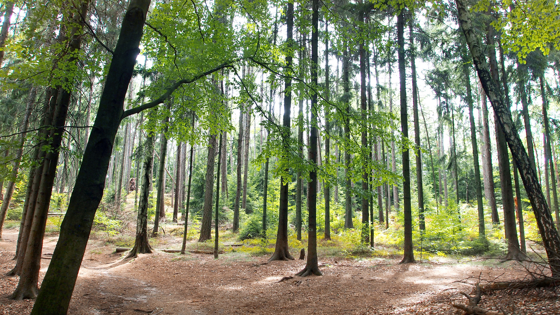 Lichtduchfluteter Wald