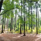 Lichtduchfluteter Wald