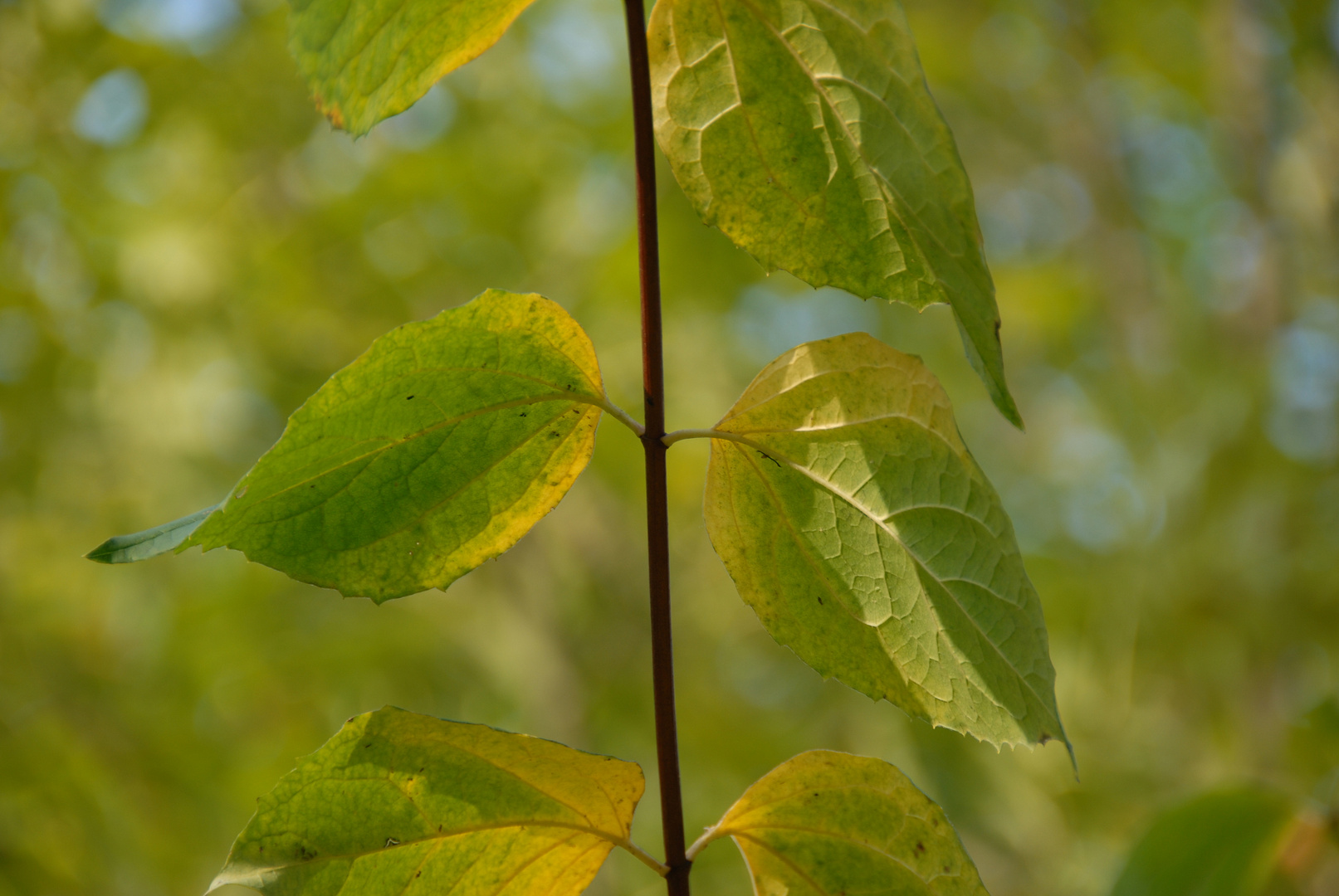 lichtdurchflutet