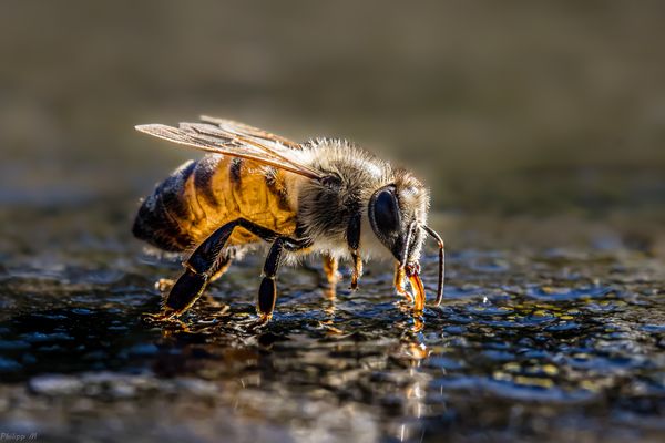  Lichtdurchflutet und Wasser schlürfend…