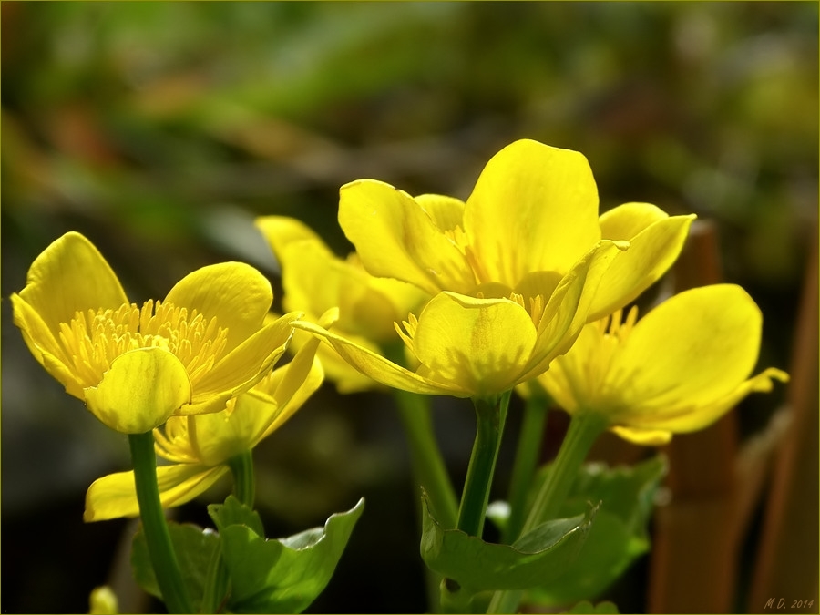 Lichtdurchflutet zeigten sich letzte Woche die Sumpfdotterblumen an meinen kleinen Teich.