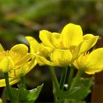 Lichtdurchflutet zeigten sich letzte Woche die Sumpfdotterblumen an meinen kleinen Teich.