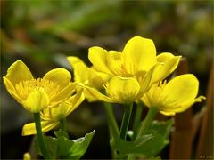 Lichtdurchflutet zeigten sich letzte Woche die Sumpfdotterblumen an meinen kleinen Teich.