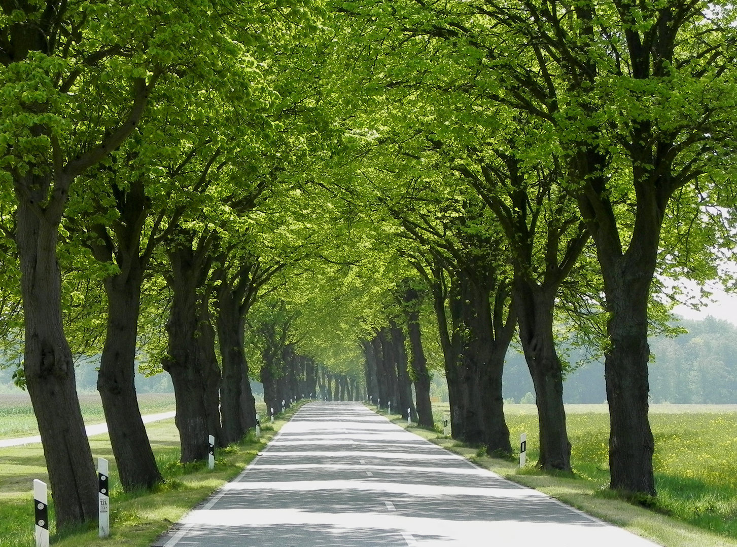 Lichtdurchflutete Allee im Frühling (1)