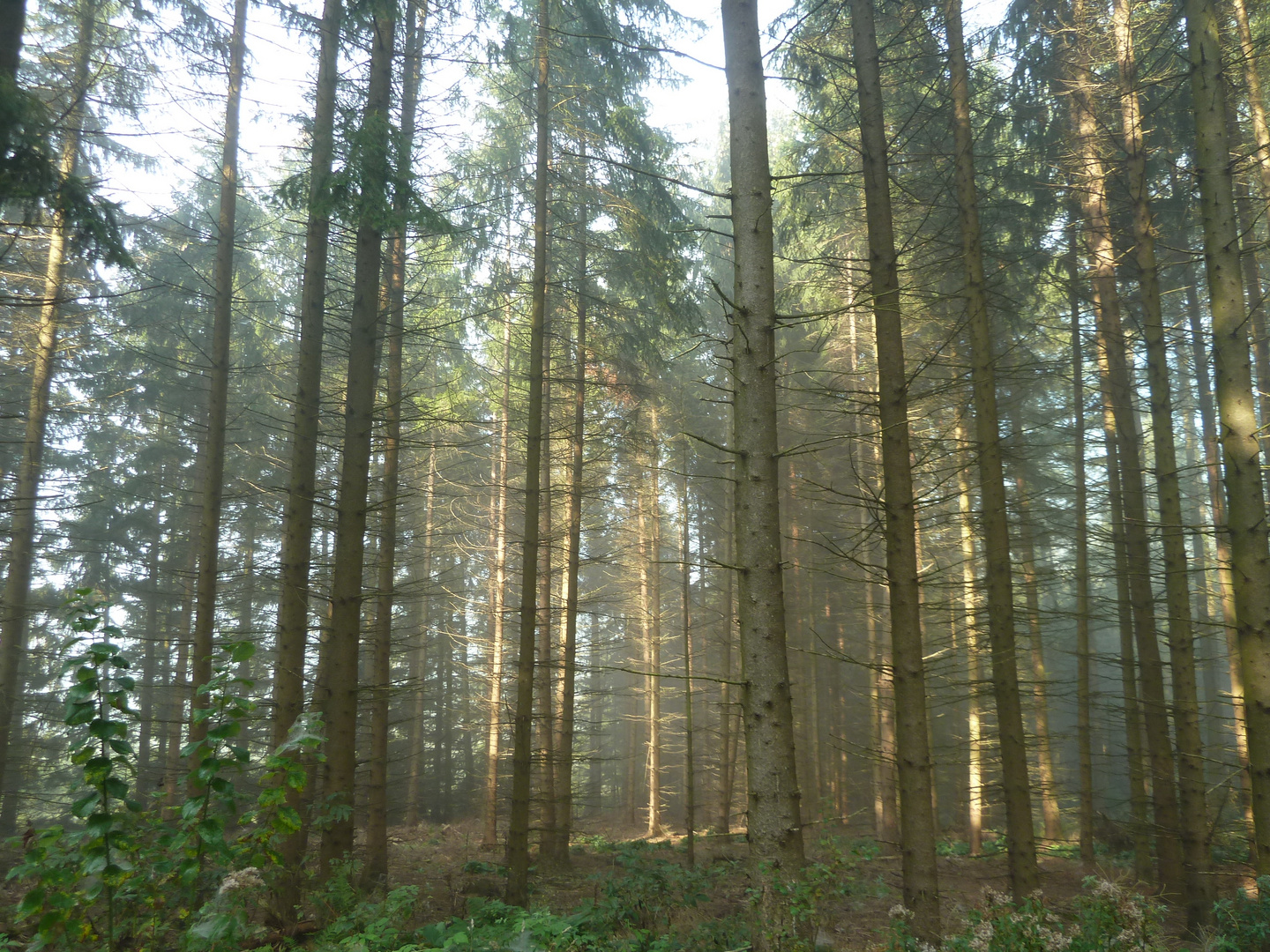 Lichtdurchflutete Bäume im Sauerland