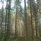 Lichtdurchflutete Bäume im Sauerland