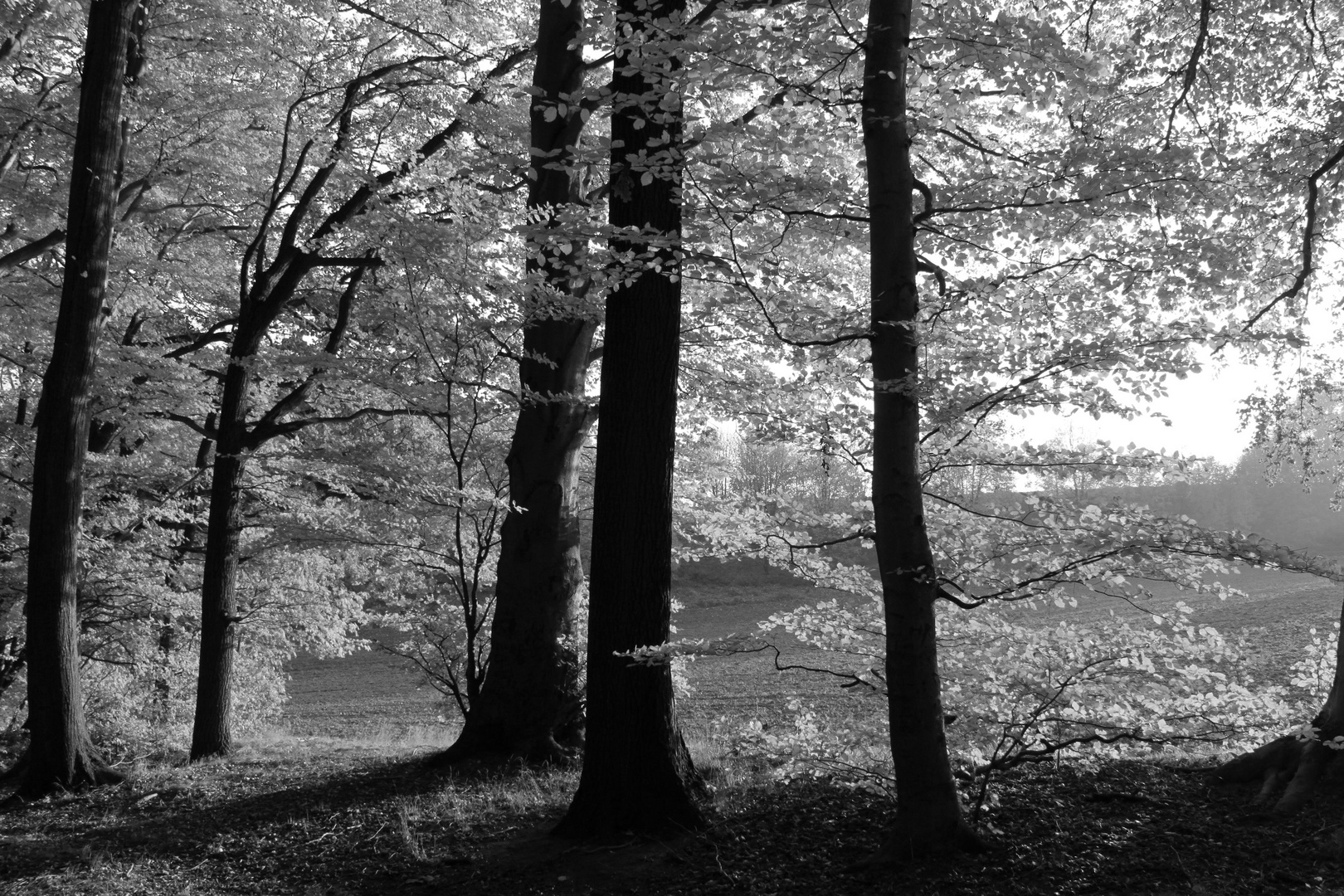 Lichtdurchflutete Herbstblätter