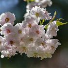 Lichtdurchflutete  Kirschblüten