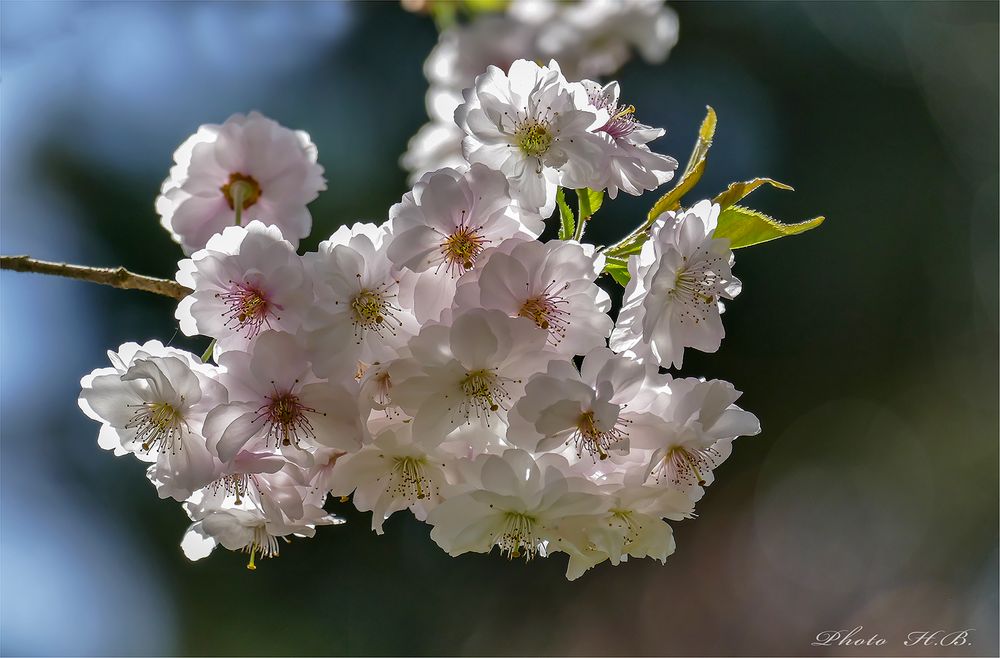 Lichtdurchflutete  Kirschblüten