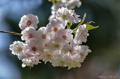 Lichtdurchflutete  Kirschblüten