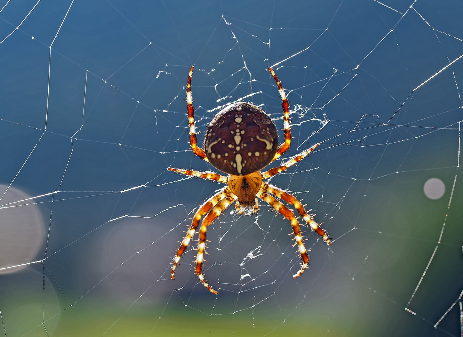 Lichtdurchflutete Kreuzspinne... -  Elle prend un bain de soleil!