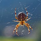 Lichtdurchflutete Kreuzspinne... -  Elle prend un bain de soleil!