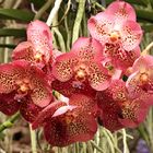 Lichtdurchflutete Orchideen