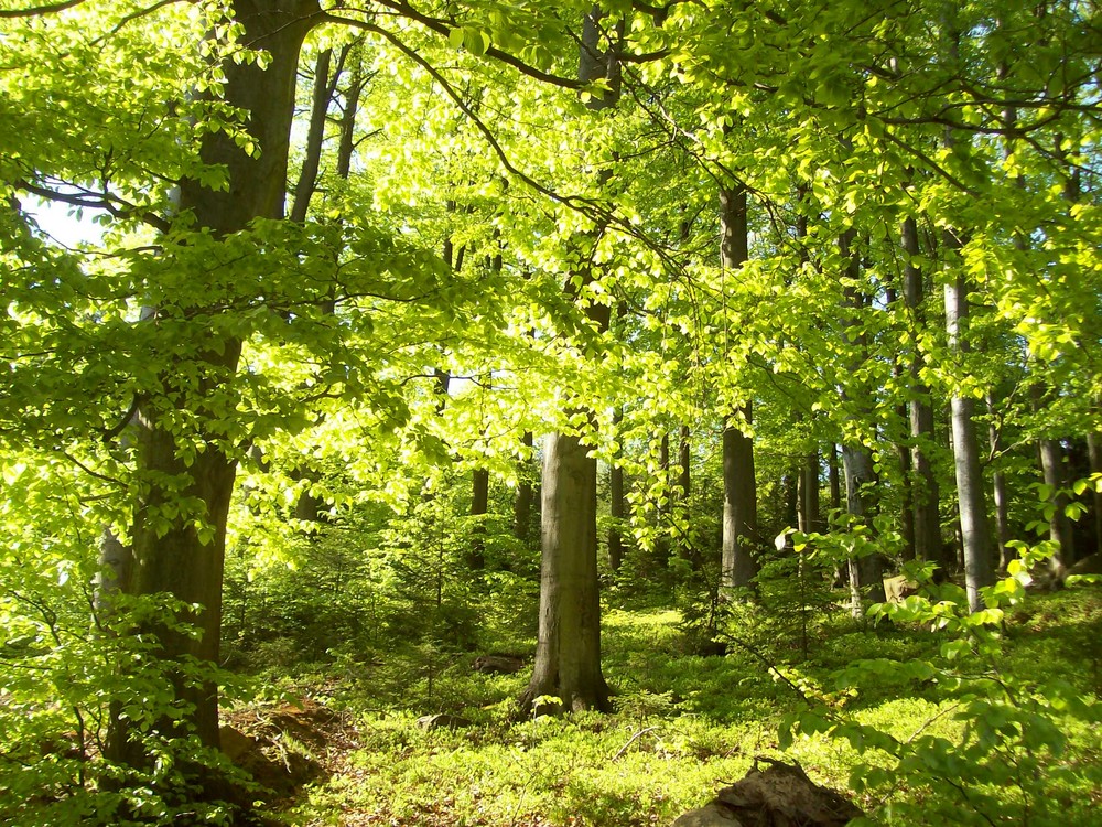 Lichtdurchflutete Waldlandschaft