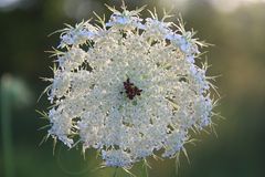 Lichtdurchflutete weißblaue Wiesenblume