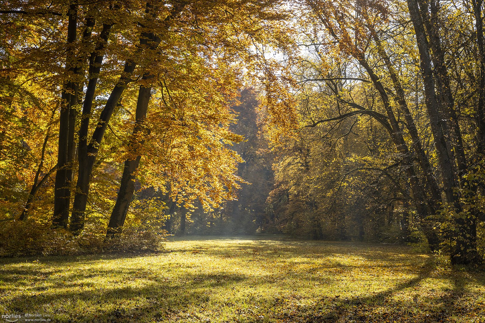 Lichtdurchflutete Wiese