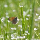 Lichtdurchflutete Wiese