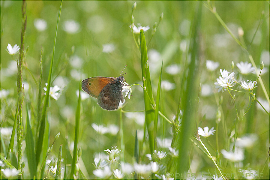 Lichtdurchflutete Wiese