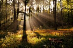 Lichtdurchfluteter Herbstwald