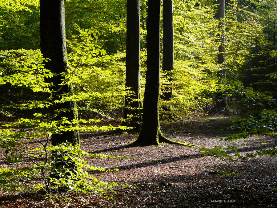 Lichtdurchfluteter Herbstwald