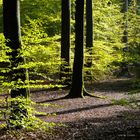 Lichtdurchfluteter Herbstwald