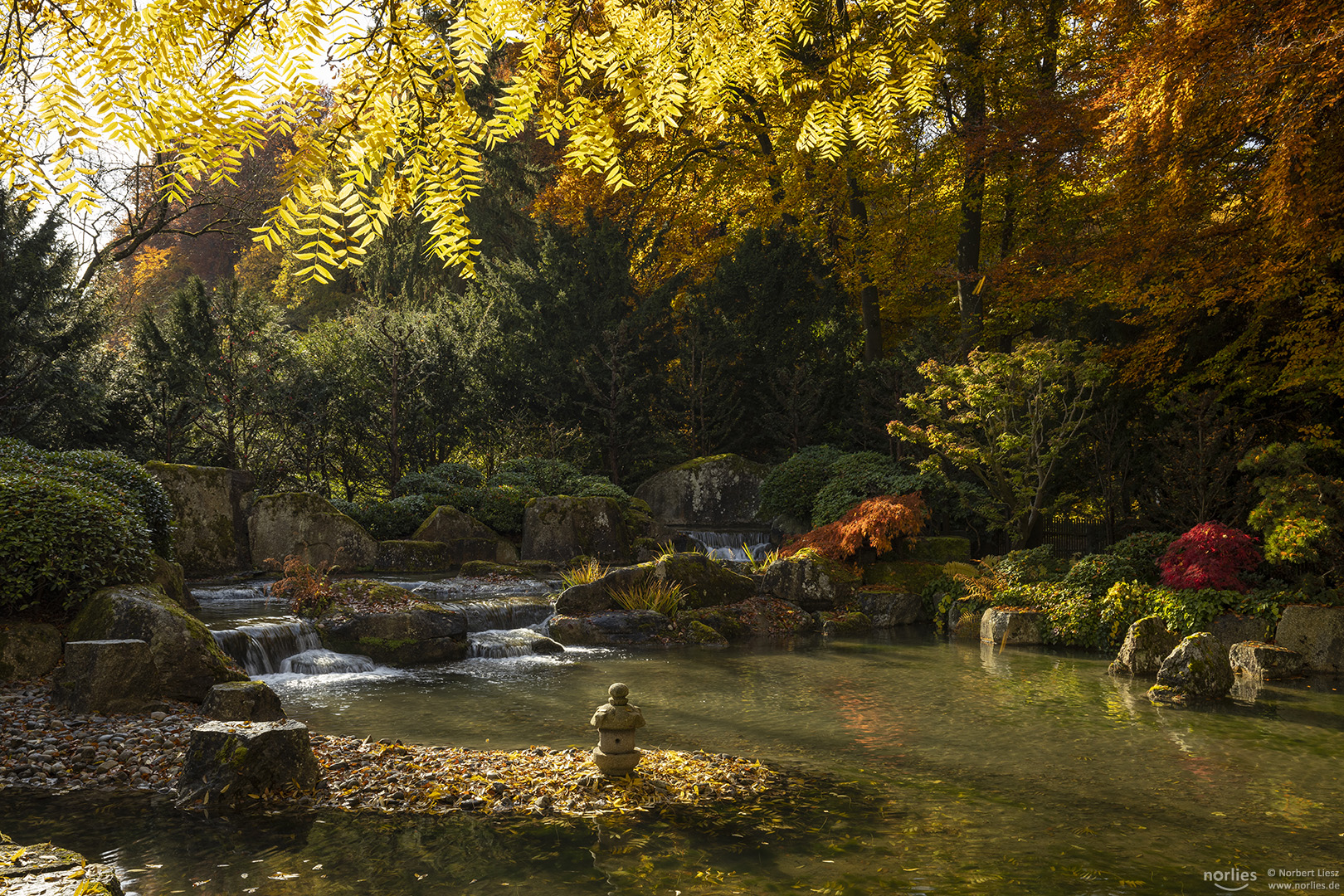 Lichtdurchfluteter Japangarten im Herbst