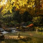 Lichtdurchfluteter Japangarten im Herbst