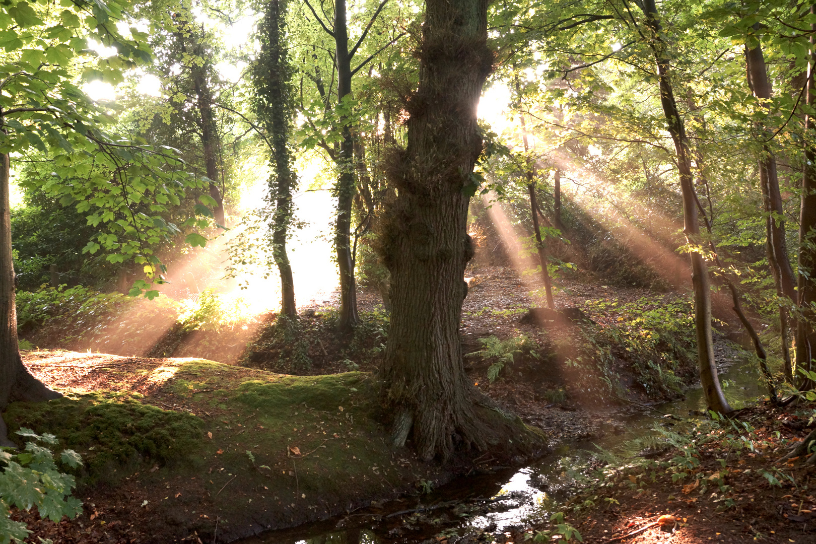 Lichtdurchfluteter Sommerwald