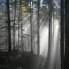 Lichtdurchfluteter Wald