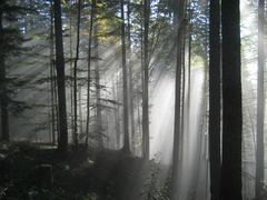 Lichtdurchfluteter Wald