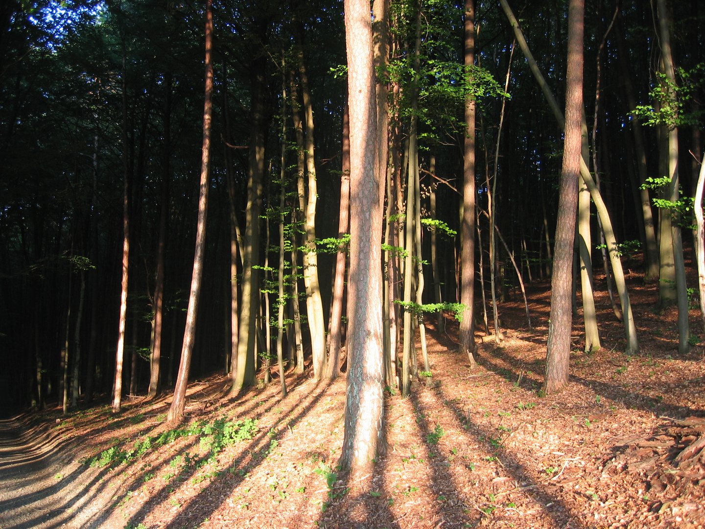 Lichtdurchfluteter Wald