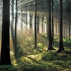 Lichtdurchfluteter Wald