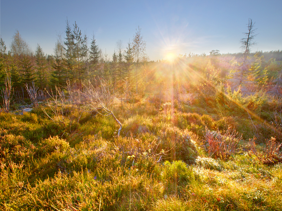 Lichtdurchfluteter Wald 2