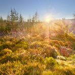 Lichtdurchfluteter Wald 2