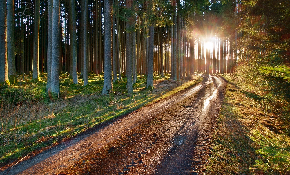 Lichtdurchfluteter Wald