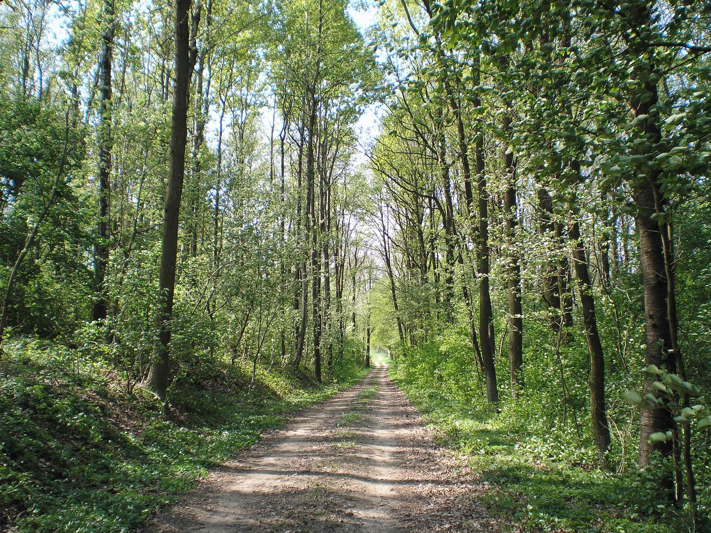 lichtdurchfluteter Wald