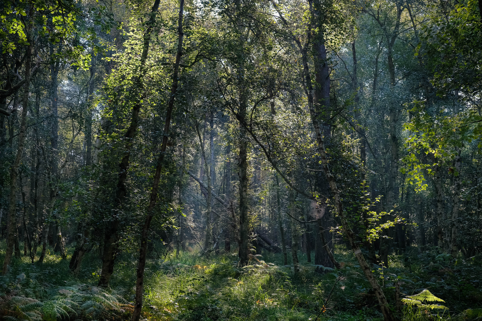 Lichtdurchfluteter Wald, Zingst