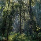 Lichtdurchfluteter Wald, Zingst