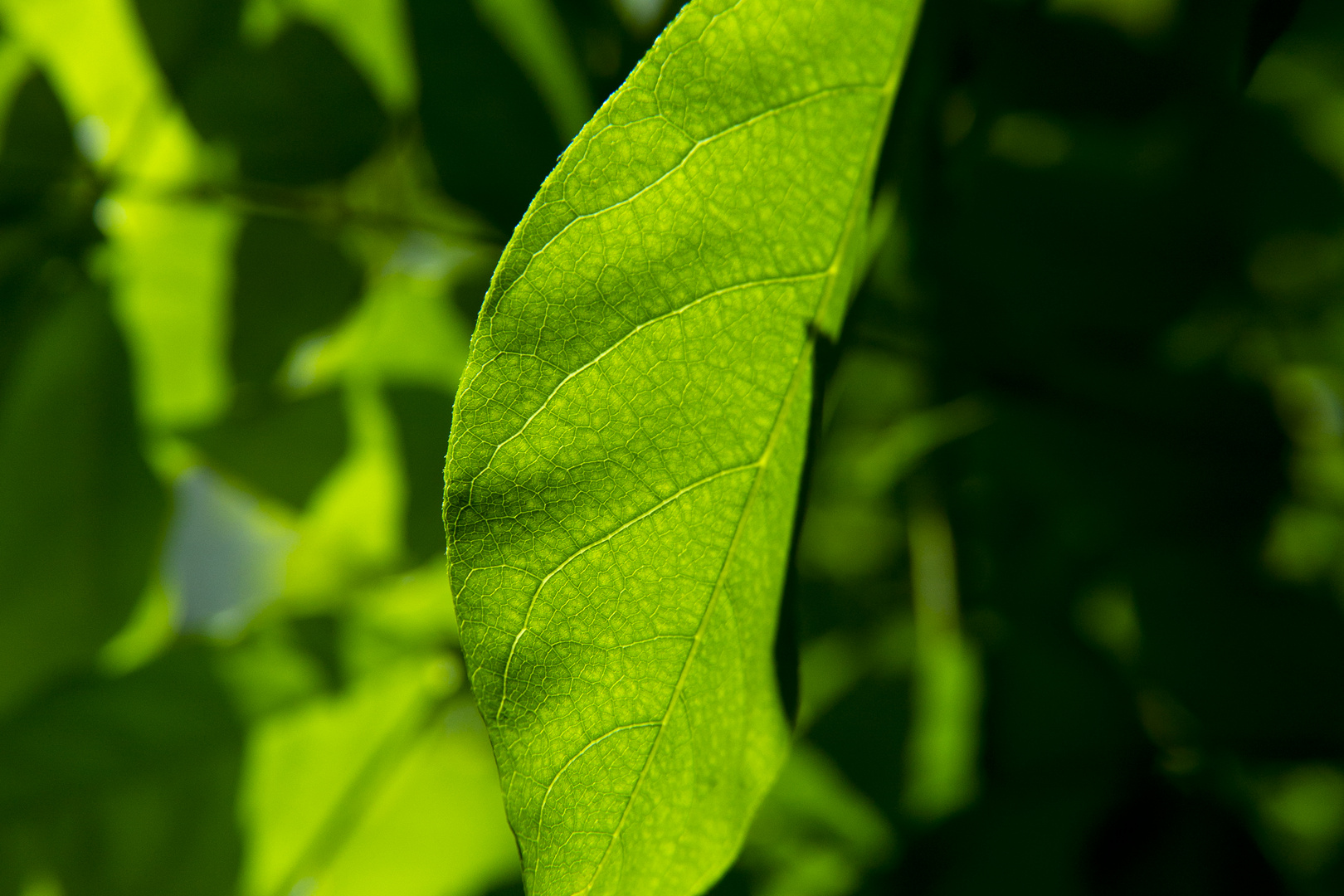 lichtdurchflutetes Blatt