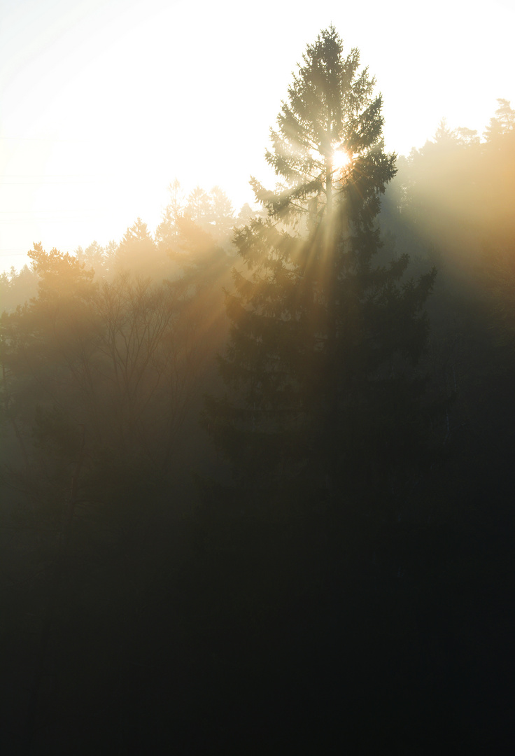 Lichtdusche an Fichtenhang