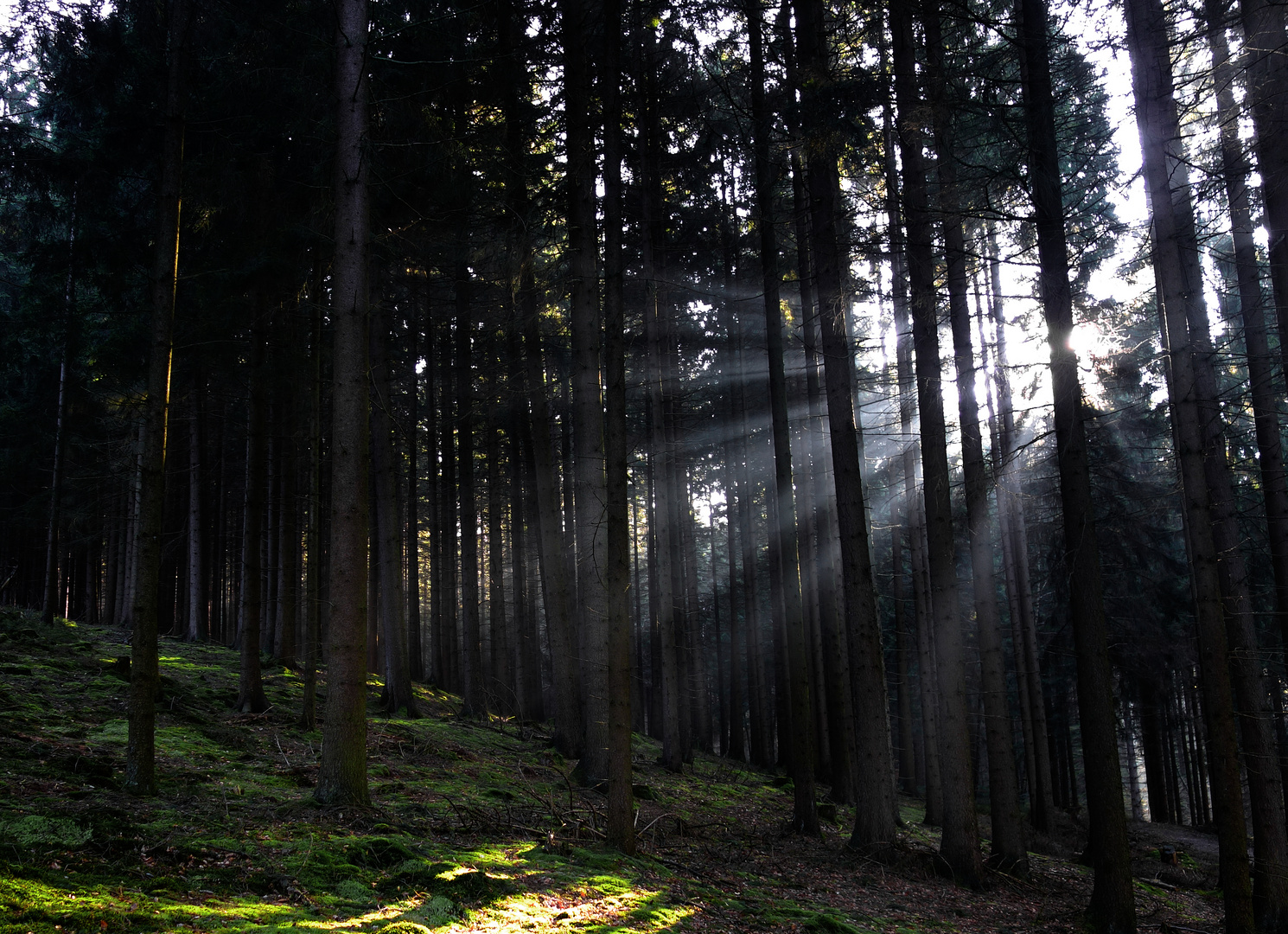 Lichtdusche im Fichtenwald