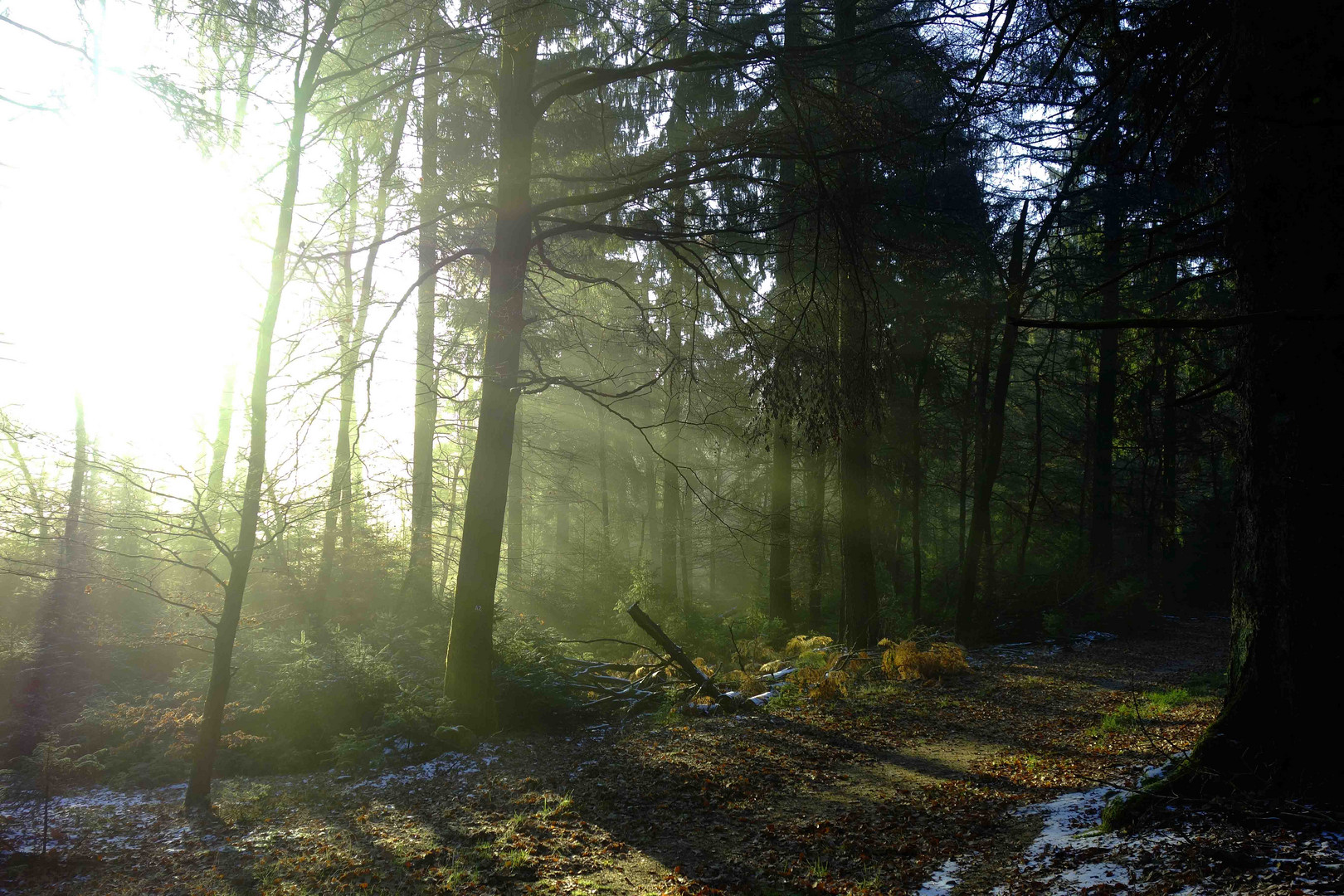 Lichtdusche im Wald bei Sonnenaufgangsnebel