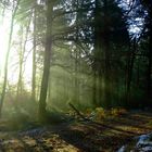 Lichtdusche im Wald bei Sonnenaufgangsnebel