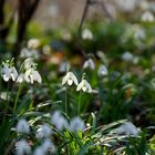 lichte Frühlingsstimmung