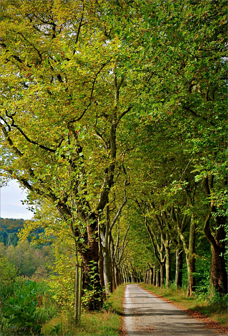 lichte Herbsttage