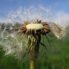 Lichte Pusteblume :-)