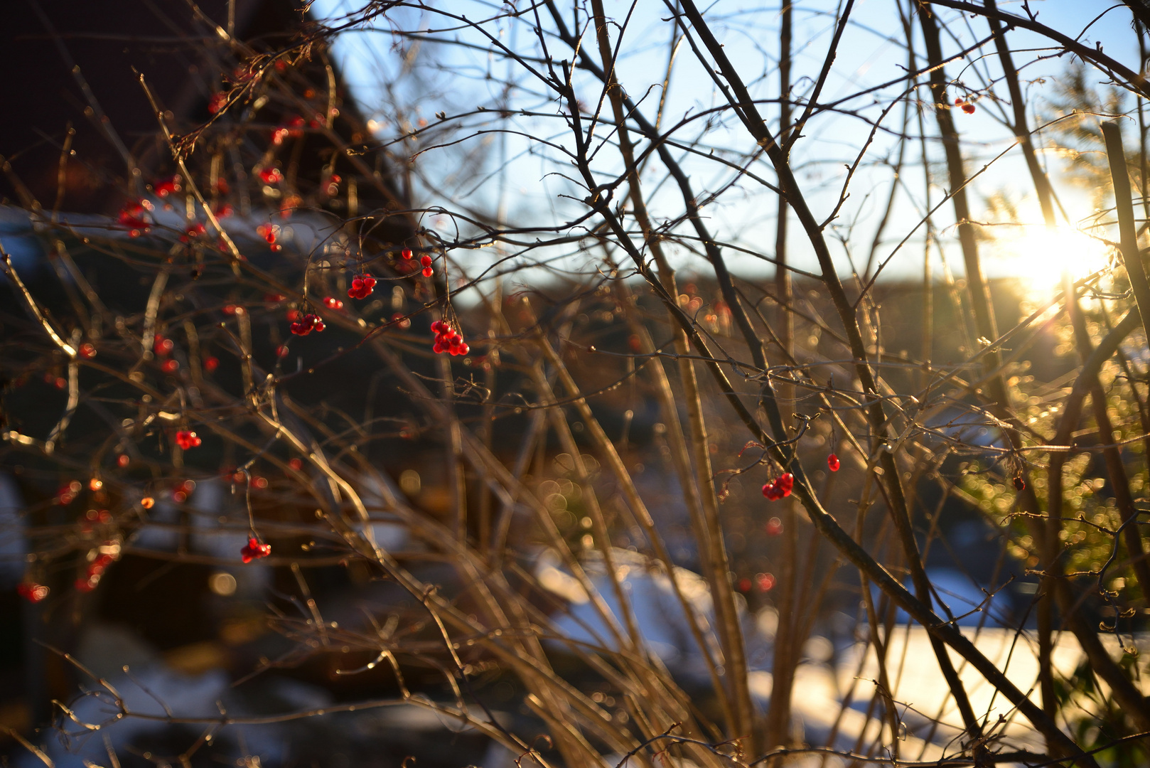 lichte, rote beeren am wintermorgen