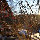 lichte, rote beeren am wintermorgen