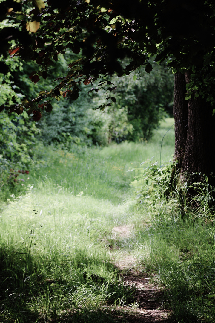 lichte Wege in der Natur