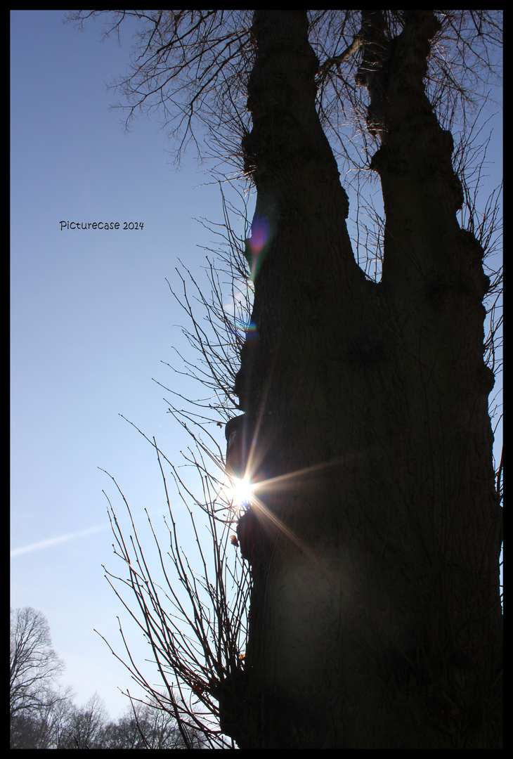 Lichteffekte im Park